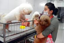 宠物照料